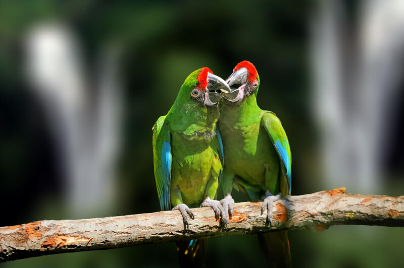 dzikie papugi w zielonym upierzeniu