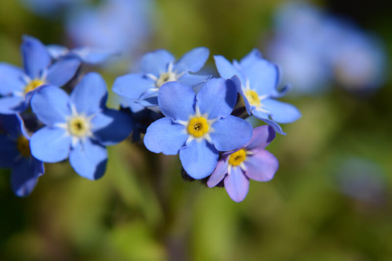 niezapominajka z niebieskimi kwiatami