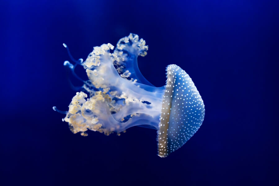 Biała meduza cętkowana w wodzie