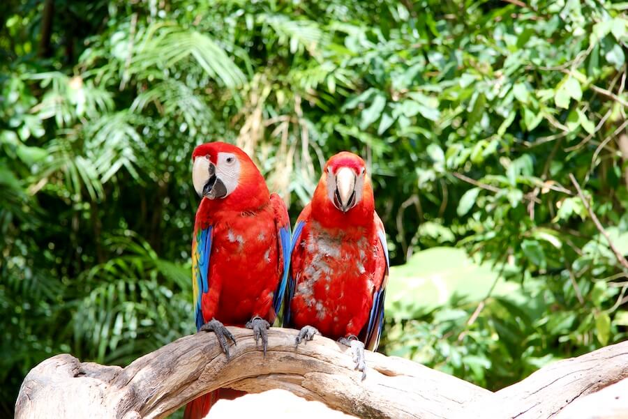 Dwie papugi siedzące na konarze, upierzenie w odcieniach czerwieni z dodatkiem białego, niebieskiego i zółtego