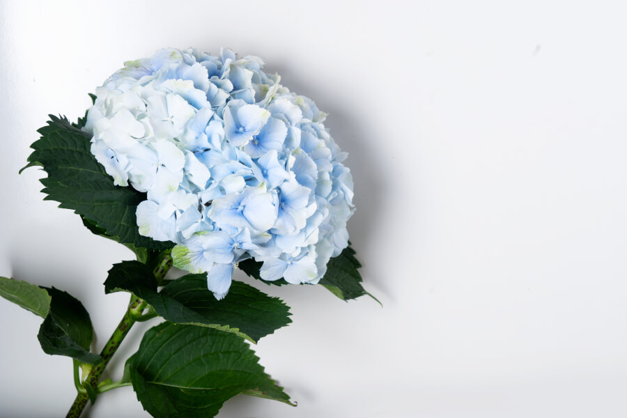 Hortensja z błękitnymi kwiatami
