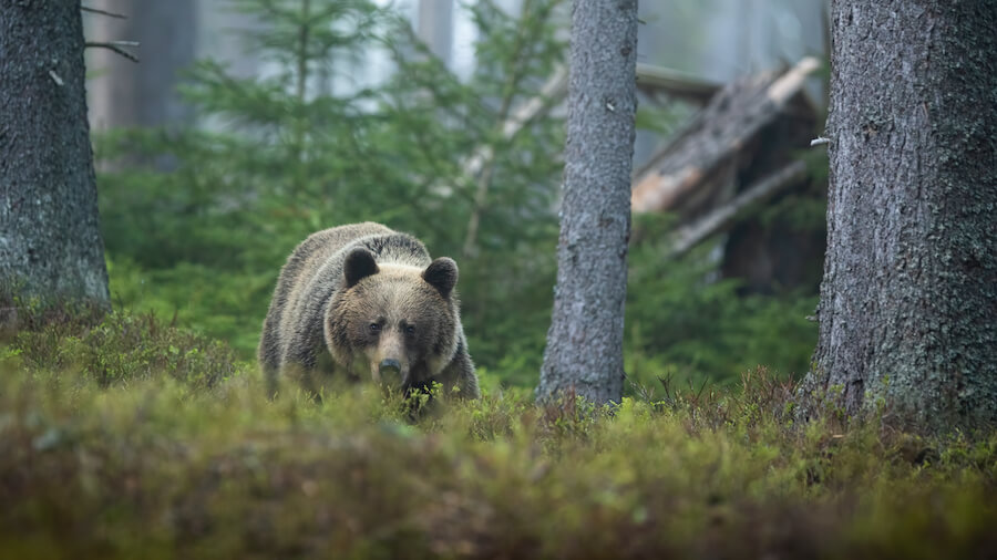 Niedźwiedź w lesie, sierść w kolorze fango oraz pobliskich odcieniach