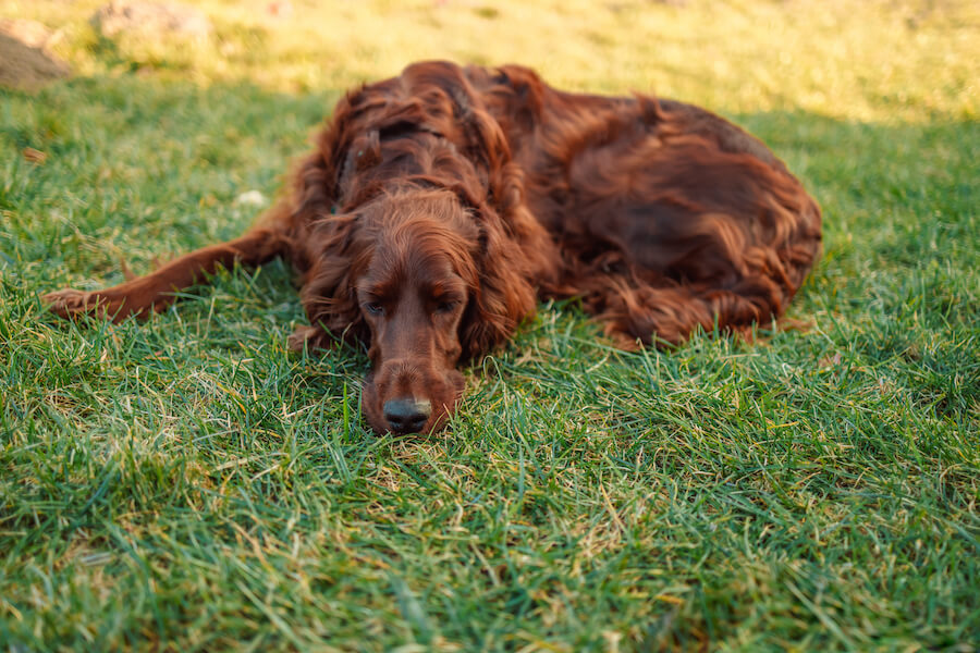 Pies leżący na trawniku, sierść w mahoniowym ubarwieniu