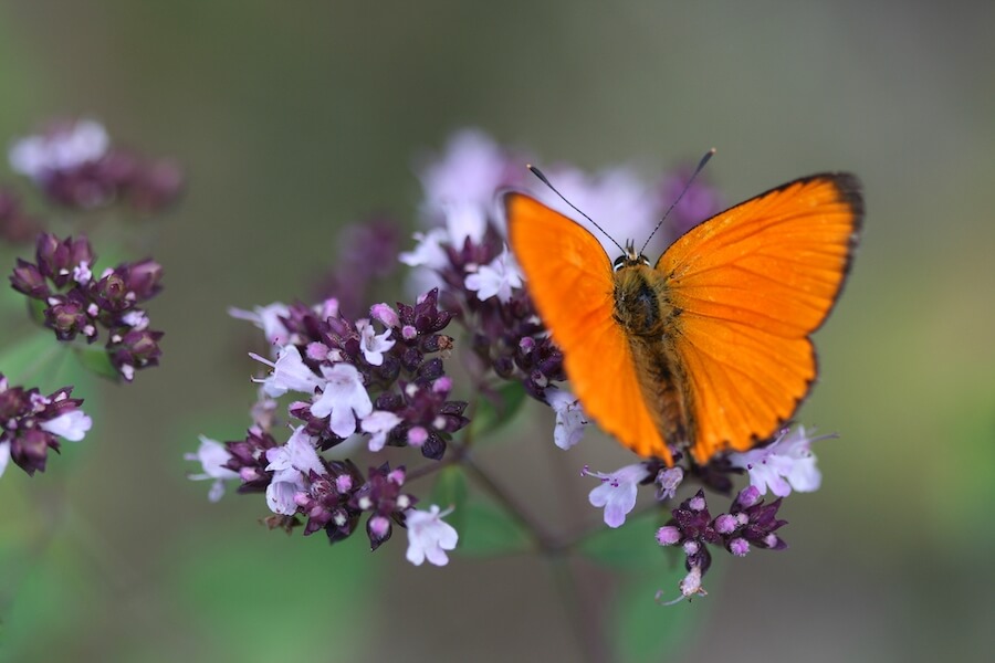 Pomarańczowy motyl na kwiecie