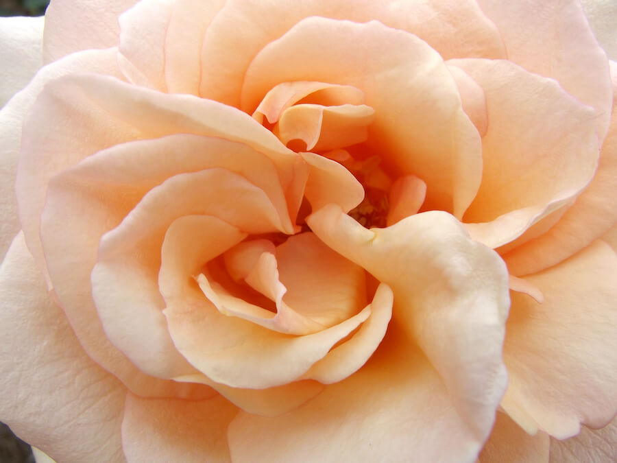 Róża "Just Joey" z płatkami koloru brzoskwiniowego