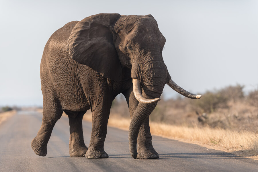 Słoń na drodze z charakterystycznymi kłami - kośćmi