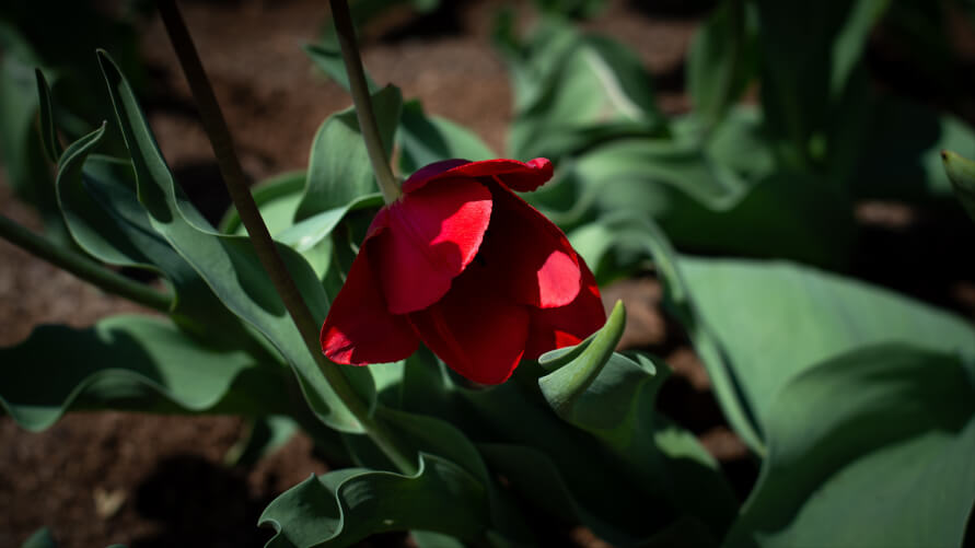Tulipan w szkarłatnym kolorze rosnący na polu