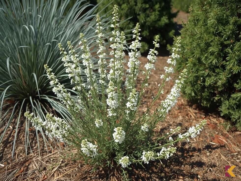 Wrzos Alba — białe kwiaty