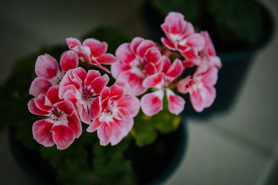 Czerwono-różowo-biała pelargonia