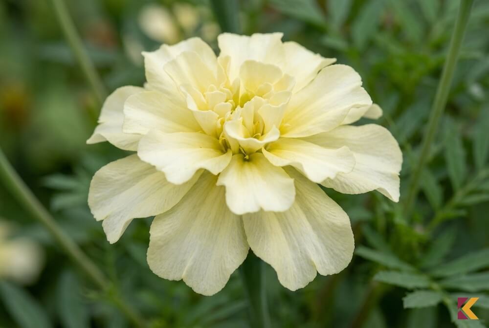 Aksamitka wzniesiona 'Alaska' o jasnokremowych kwiatach