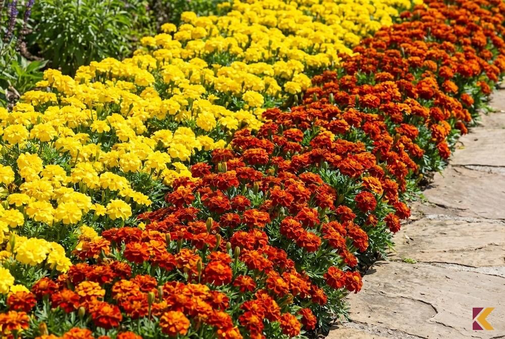 Szpaler aksamitek z serii 'Bonanza' w kolorach żółtym i pomarańczowym