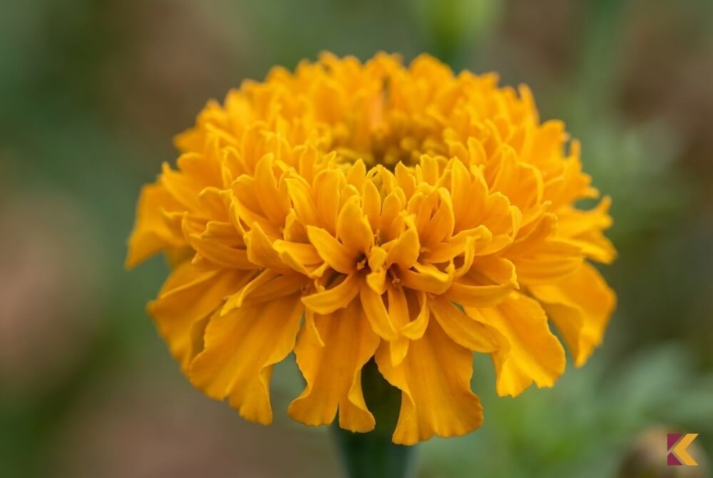 Złoty kwiat aksamitki 'Fantastic' o postrzępionych płatkach