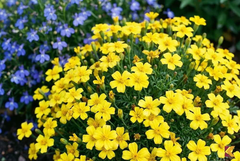 Aksamitka wąskolistna Lulu o cytrynowo-żółtych kwiatach w kompozycji z niebieską lobelią
