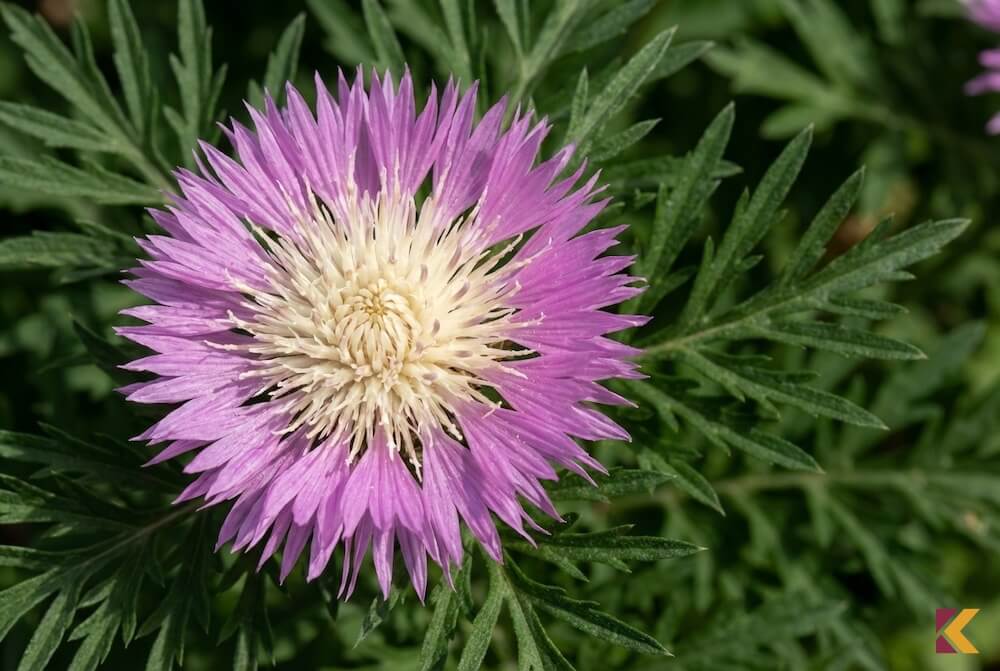 Różowo-fioletowy kwiat chabra białawego z jasnym środkiem i ozdobnymi liśćmi