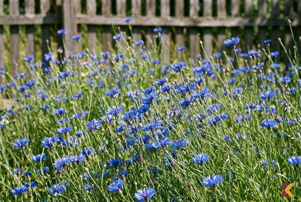 Łan kwitnących na niebiesko chabrów bławatków w nasłonecznionym, wiejskim ogrodzie