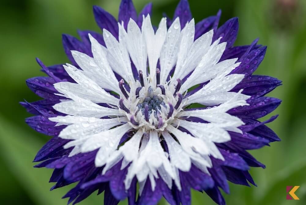 Dwubarwna odmiana chabra górskiego Amethyst in Snow z białym środkiem i granatowymi płatkami