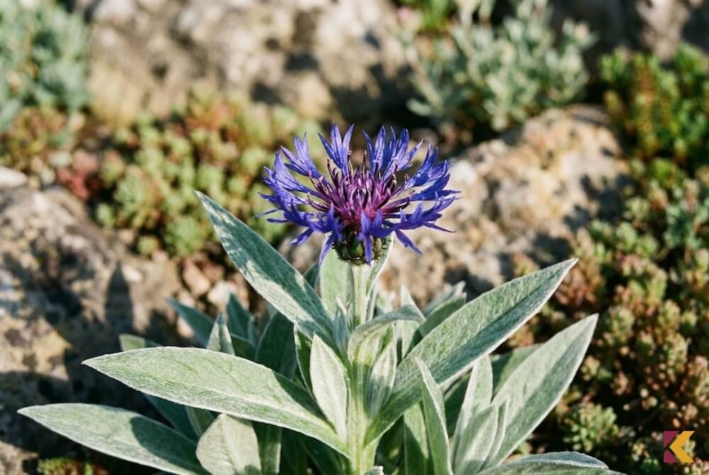 Zwarta kępa chabra górskiego z niebieskimi kwiatami i omszonymi liśćmi na rabacie skalnej