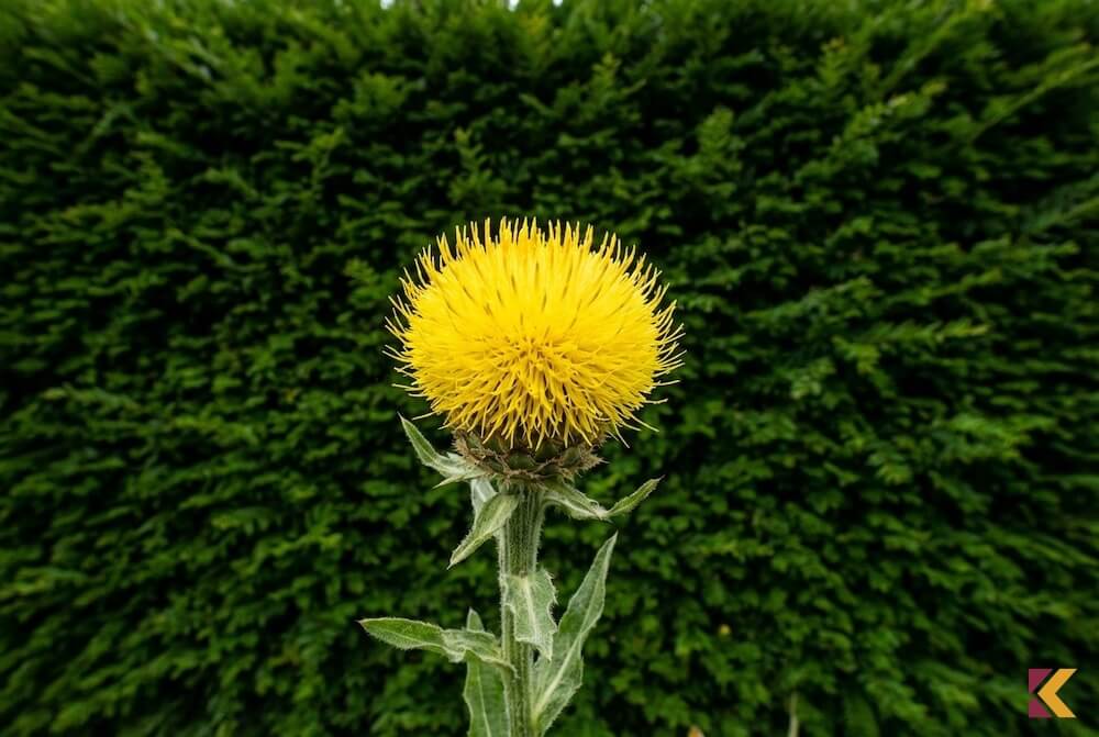 Duży, żółty kwiatostan chabra wielkogłówkowego przypominający oset, na tle zieleni